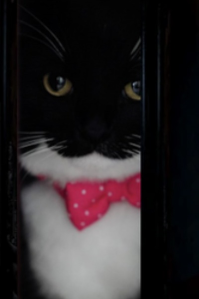 Cats Failure Box