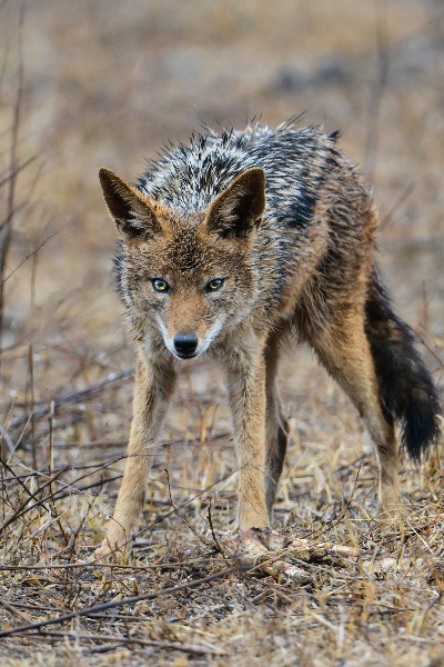 Howl
