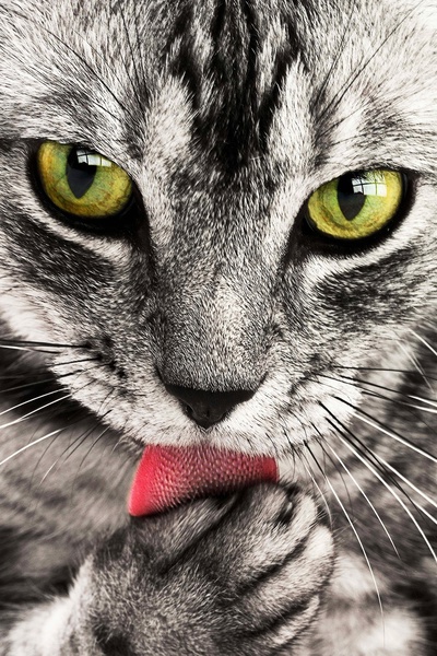 A Cat named Houdini