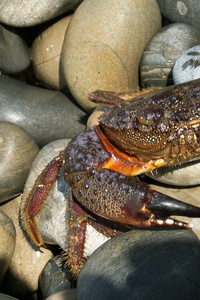 Crab-Klench