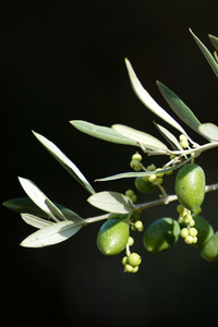 The Verdant Ones