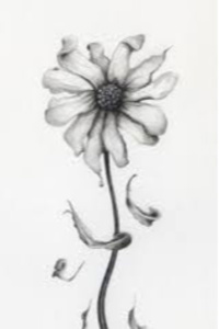 Daisy of Celtic