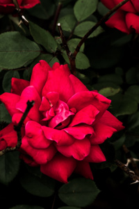 Thorns