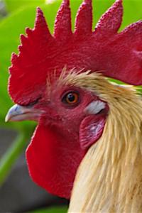 Aw Cluck