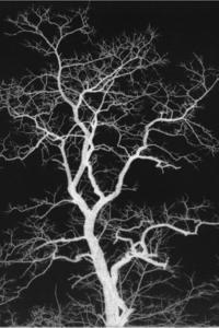 False Dendrite -heaven shouter-