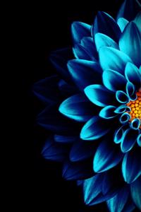 Chrysanthemum