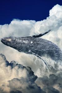 Clouds of Fauna
