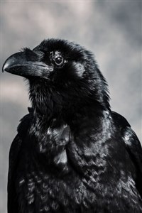 Flight of the Ravens