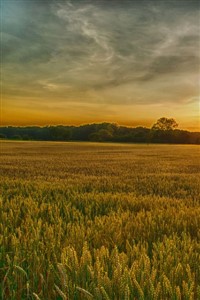 Fields To Fights
