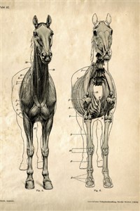 Horsey Ashes