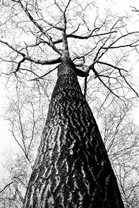 The Royal Magetree