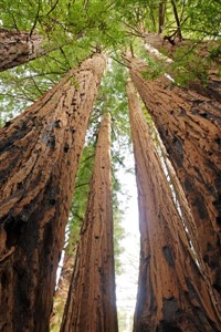 Blood and Bark
