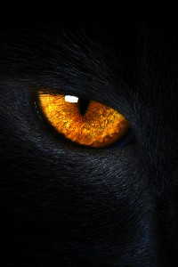 The Harbinger