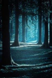 Heart of the Forest (Hiatus)