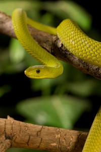 NAAO: Serpent