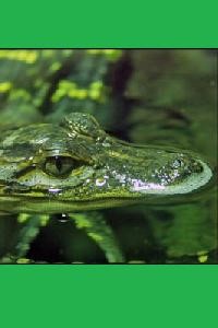 Swamp Boy