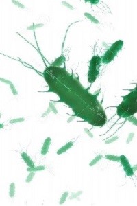 Bacterium