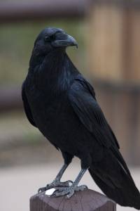 Raven's Tale