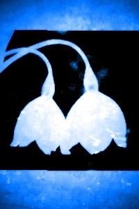Snowdrop's Dreams