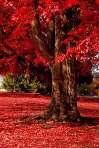 Claret