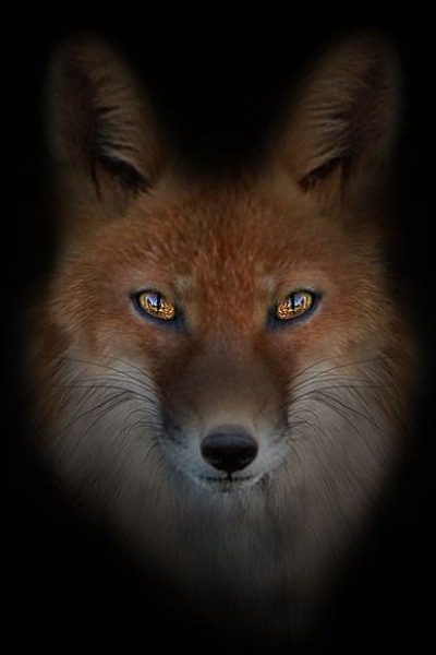 Predators in the Mist