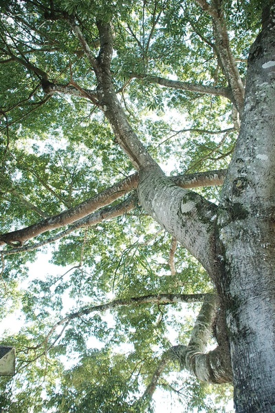 The Lumberjack and the Arborist